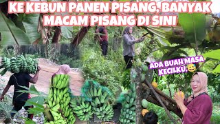 PANEN PISANG DI KEBUN UNTUK DI JUAL KEMBALI DI LAPAK MAMA, TERNYATA BANYAK PISANG DI SINI😱⁉️