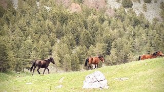 Cavalli sul Pollino 🐎 | Animali liberi | Wildlife fauna #freedom