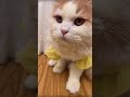 猫a「ミルクうまし！」猫b「解せぬ……」 shorts