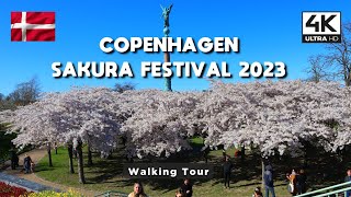 [4K] COPENHAGEN SAKURA FESTIVAL 2023 WALKING TOUR - CHERRY BLOSSOM IN DENMARK