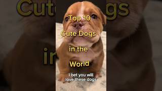 Top 10 cute dogs in the world | दुनिया के 10 सबसे प्यारे कुत्ते | #shorts #dog #cute