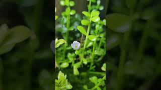 My Bacopa's Flower