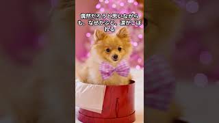 愛犬と不思議な体験59「15年一緒にいた愛犬ポンタ」#shorts #恐怖 #怖い話  #犬のいる生活