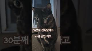 새벽에 간식 달라고 시위 중인 고양이 - 🐱  #고양이 #간식 #츄르 #시위 뱃살좀봐 #집사좀자자 #cat #쇼츠