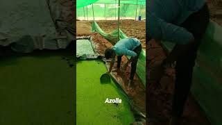 Extraction of Azolla from pond #farmer #agribusiness #farming #agriculture #vermicompost