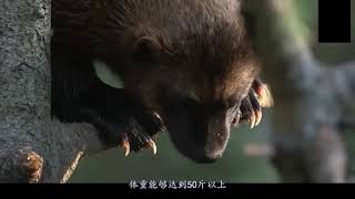 Wolverine, a crazy animal than a badger!