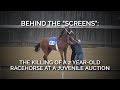 Behind the “Screens”: The Killing of a 2-year-old Racehorse at a Juvenile Auction