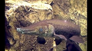 アリゲーターガー　Alligator gar   Atractoateus spatula