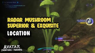 Radar Mushroom Superior \u0026 Exquisite Location | Avatar Frontiers Of Pandora