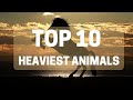 Top 10 Heaviest Animals in the World