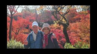 京都東福寺賞楓