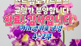 (완료)스트랩토카르프스 균일가 2만원 아까맹키로 4-2부