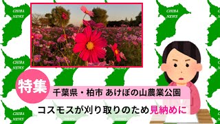 千葉県柏市 あけぼの山農業公園のコスモスが11月4日刈り取りに  10月29日の様子をお届け/Kashiwa City, Chiba Prefecture, Japan, Cosmos