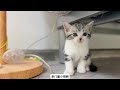 kitten growth kitten no. 114 silver tabby and white ♂