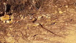 Second most venomous snake in the world, very large eastern brown snake