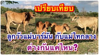 เปรียบเทียบลูกวัวแม่บาร์มัน กับลูกวัวไทยพื้นเมือง ต่างกันแค่ไหน?