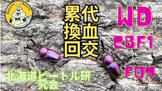 養蟲必須認識嘅累代|| 深入分析累代標記 || 仲有F0 回交是什麼?!