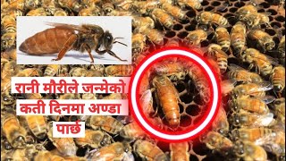 रानी मौरीले जन्मेको कती दिनमा अण्डा पार्छ  | Queen Bee Breading