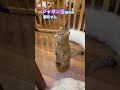 シャボン玉（猫用）が出てくるのを立って待つ可愛いマンチカンの猫ちゃん😘