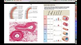 Human Physiology - Chapter 20 Lecture (NEW) - Part 1- Blood Vessel Composition and Characteristics