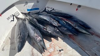 13 wahoo 2.5 hours | $2000 Morning | Commercial Spearfishing Profit Breakdown $$$