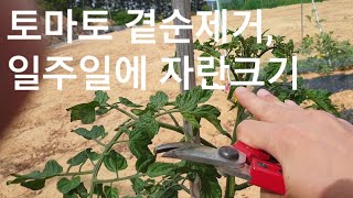 토마토 일주일에 얼마나 자랐나, 곁순 제거, 토마토재배방법