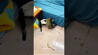 Epic cat fight! You won’t want to miss this battle!#cat #funnycats #catfight #pets