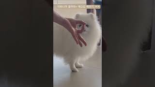 하는척만하다 딱 걸린 강아지 🐶 #shorts # 포메라니안 #강아지개인기