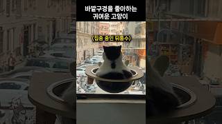 바깥구경이 취미인 귀여운 고양이🐱