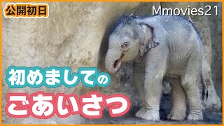 赤ちゃんゾウのくしゃみが可愛すぎ♪公開初日に見せた貴重な瞬間！母パールの優しさと厳しさ〜Baby elephant sneezes on the first day it is unveiled