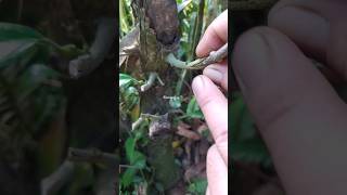 Easy grafting hibiscus plant, Ep 100