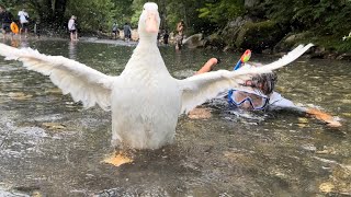 生まれて初めて川で泳いだアヒルの姿に感動した（にわとりもいるよ）