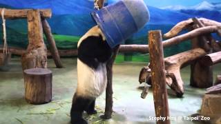 2015/05/15 團團的獨特吃筍法 Giant Panda Tuan Tuan eats the bamboo shoots with special pose