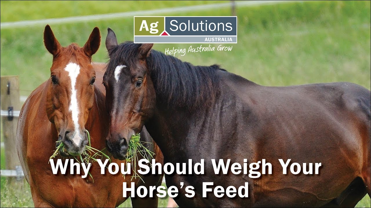 Why You Should Weigh Your Horse's Feed - YouTube