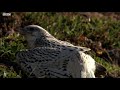 young falcons learn to fly white falcon white wolf part 6 bbc earth