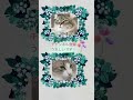 猫の本能。ミヌエットの狩り鳴き声（クラッキング）＃shorts