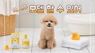 강아지 모델 하는법 (지원부터 촬영 준비물까지) I 애견모델 브이로그