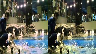 [3D][HD]2012/08/04 すみだ水族館 ペンギンの食事 Part1