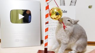 YouTubeさんから表彰が届いて大喜びでお祝いをするうさぎさんと飼い主