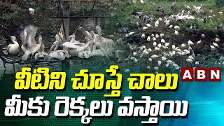 Special Story on Siberian migratory birds | Uppalapadu Bird Sanctuary | Guntur | Something Special