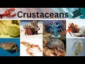 Names of Crustaceans in suma English vocabulary | List of Crustaceans