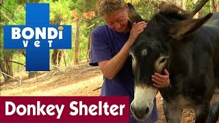 Life At A Donkey Shelter