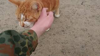 petting some puss