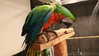 1-17-21 Hybrid Macaw Shower