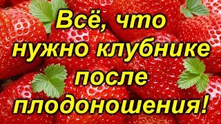 Клубника отплодоносила? Сделайте с ней так и урожай будет ещё больше!!!!!!