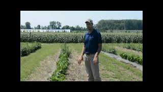 Exploring Cover Crops and No till in Tomato and Pepper Production