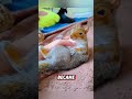 this helpless squirrel was rescued by a kind woman and then this happened rescue squirrel