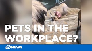 Pets in the workplace: Perk or problem?