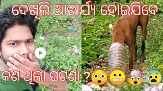 କିଏ ଏହି ଜନ୍ତୁ ? 🤯 କଣ ଥିଲା ଘଟଣା ???😲😬😰 ଚାଲନ୍ତୁ ଦେଖିବା ମୋ ବ୍ଲଗ୍