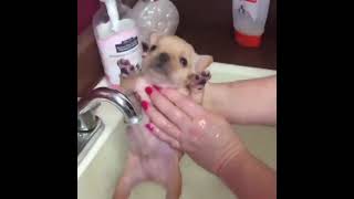 Cute Small Dog 😍 | Check Description to get Premium Dog Related Courses 😍🐶😘 #shorts #viral #trending